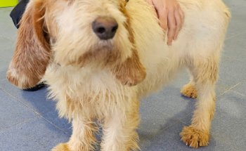 las mejores veterinarias en el carril