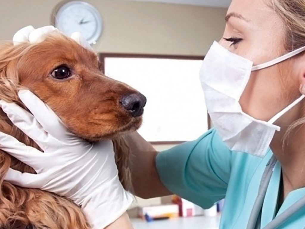 las mejores veterinarias en el guayabal
