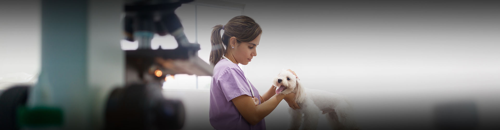 las mejores veterinarias en el palmar