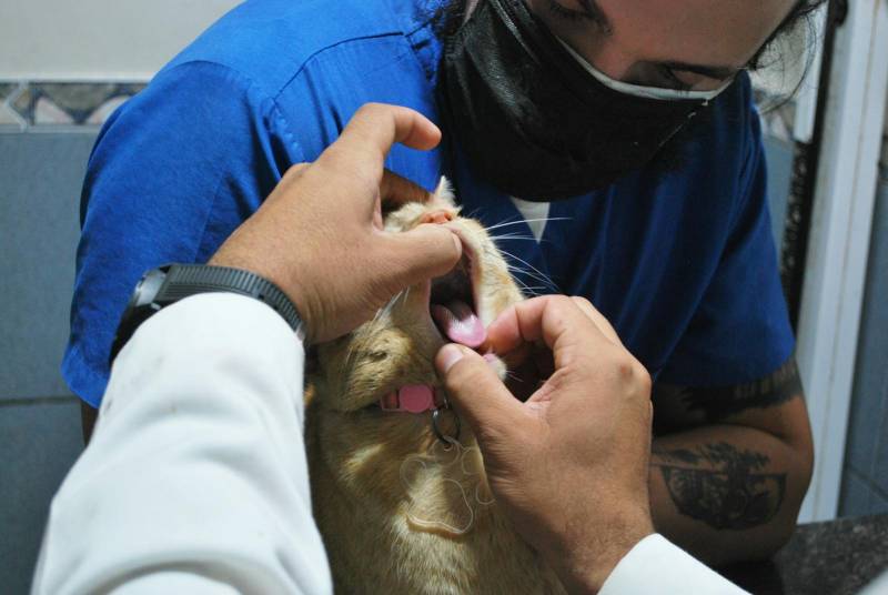 las mejores veterinarias en el penon