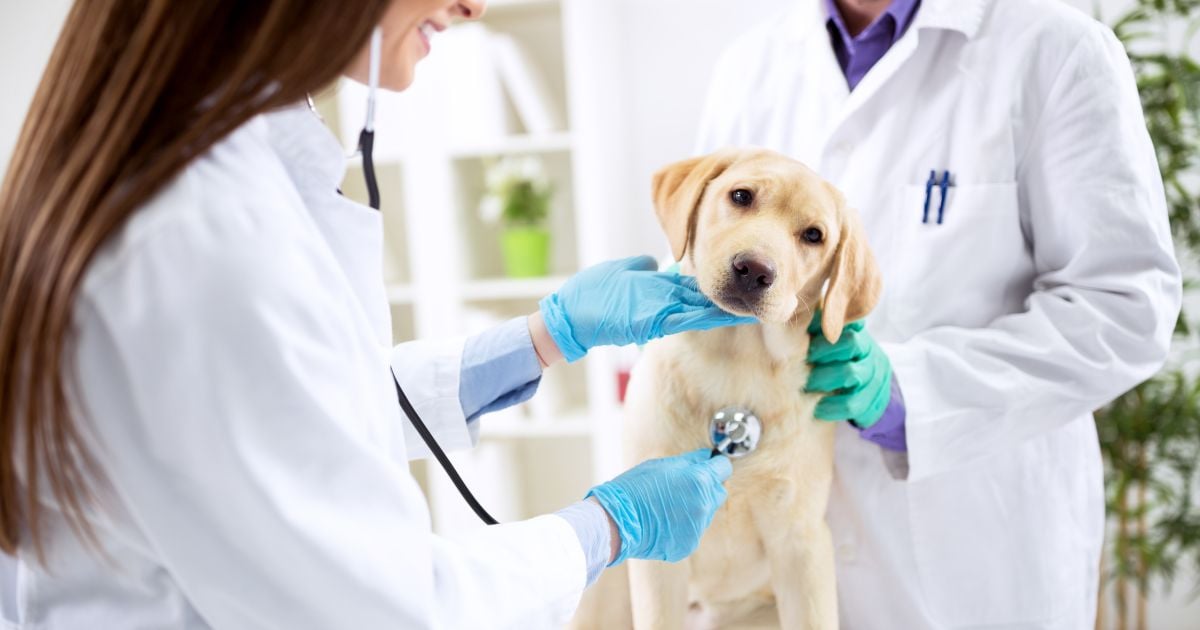 las mejores veterinarias en el pino