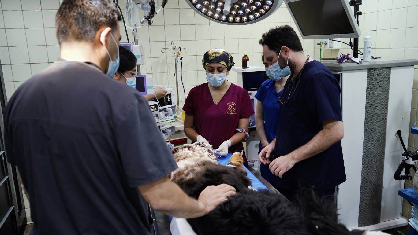 las mejores veterinarias en el puerto