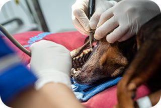 las mejores veterinarias en gonzalo de la republica dominicana con excelente servicio