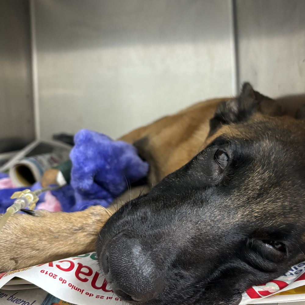 las mejores veterinarias en hatillo palma