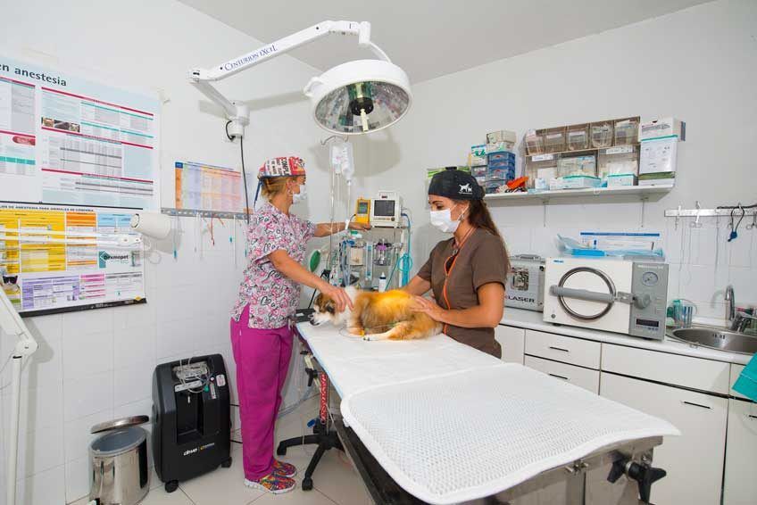 las mejores veterinarias en jarabacoa 1