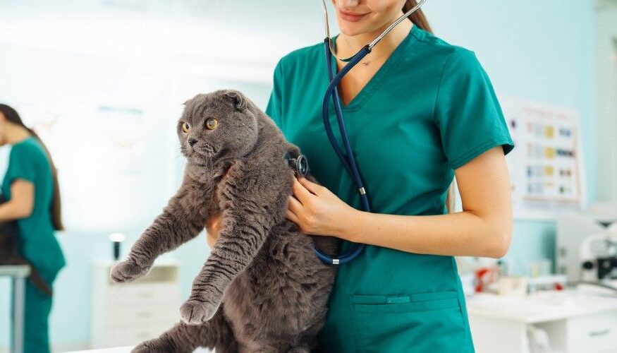 las mejores veterinarias en jima abajo