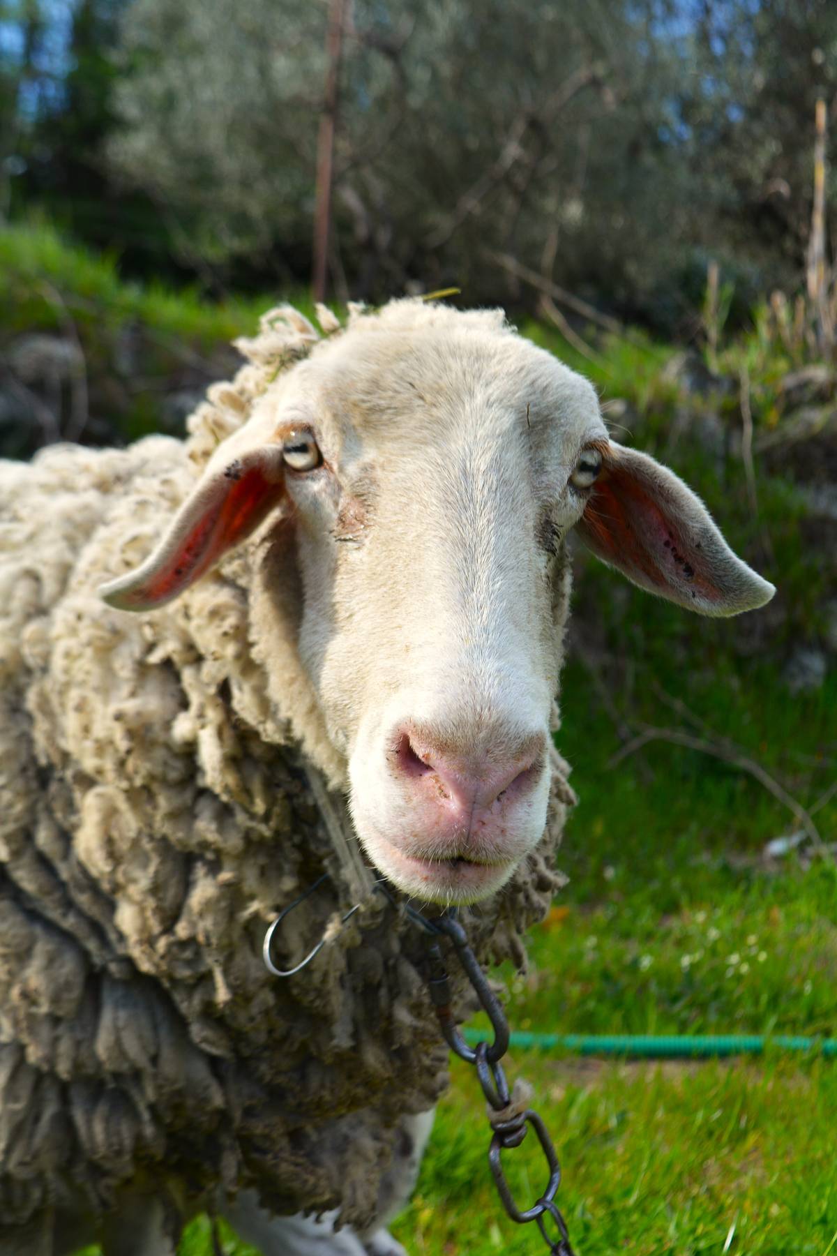 las mejores veterinarias en jimani de la republica dominicana