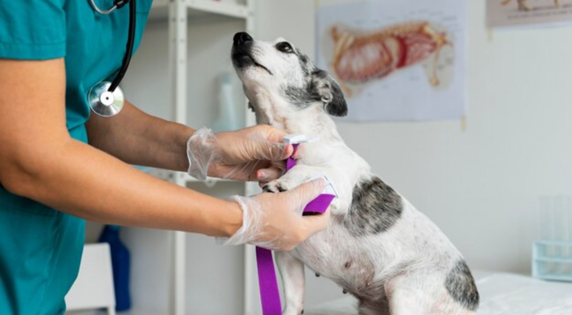 las mejores veterinarias en juan adrian de republica dominicana con especialistas en animales