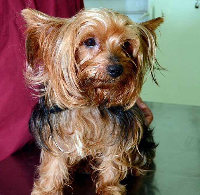 las mejores veterinarias en juancho de la republica dominicana