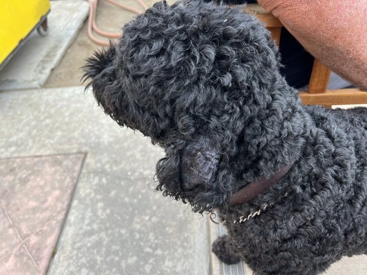 las mejores veterinarias en juncalito abajo