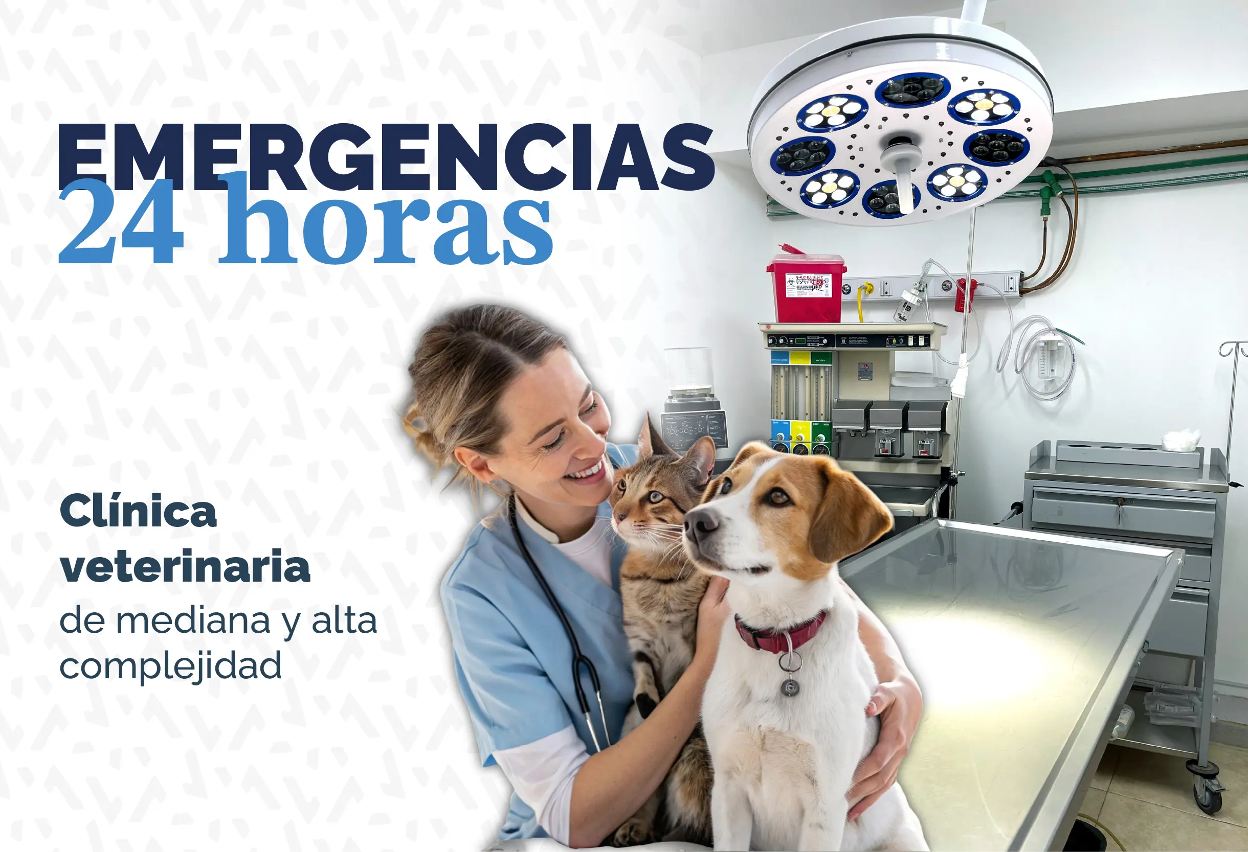 Las mejores Veterinarias en La Agustina 1 las mejores veterinarias en la agustina