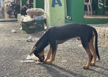 las mejores veterinarias en la caya republica dominicana