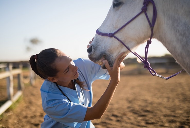 las mejores veterinarias en la descubierta