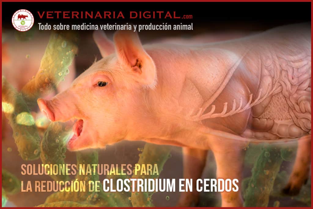 las mejores veterinarias en la julia de la republica dominicana