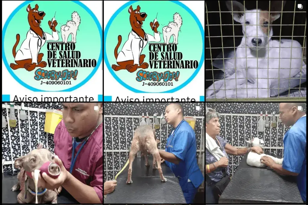 las mejores veterinarias en la romana