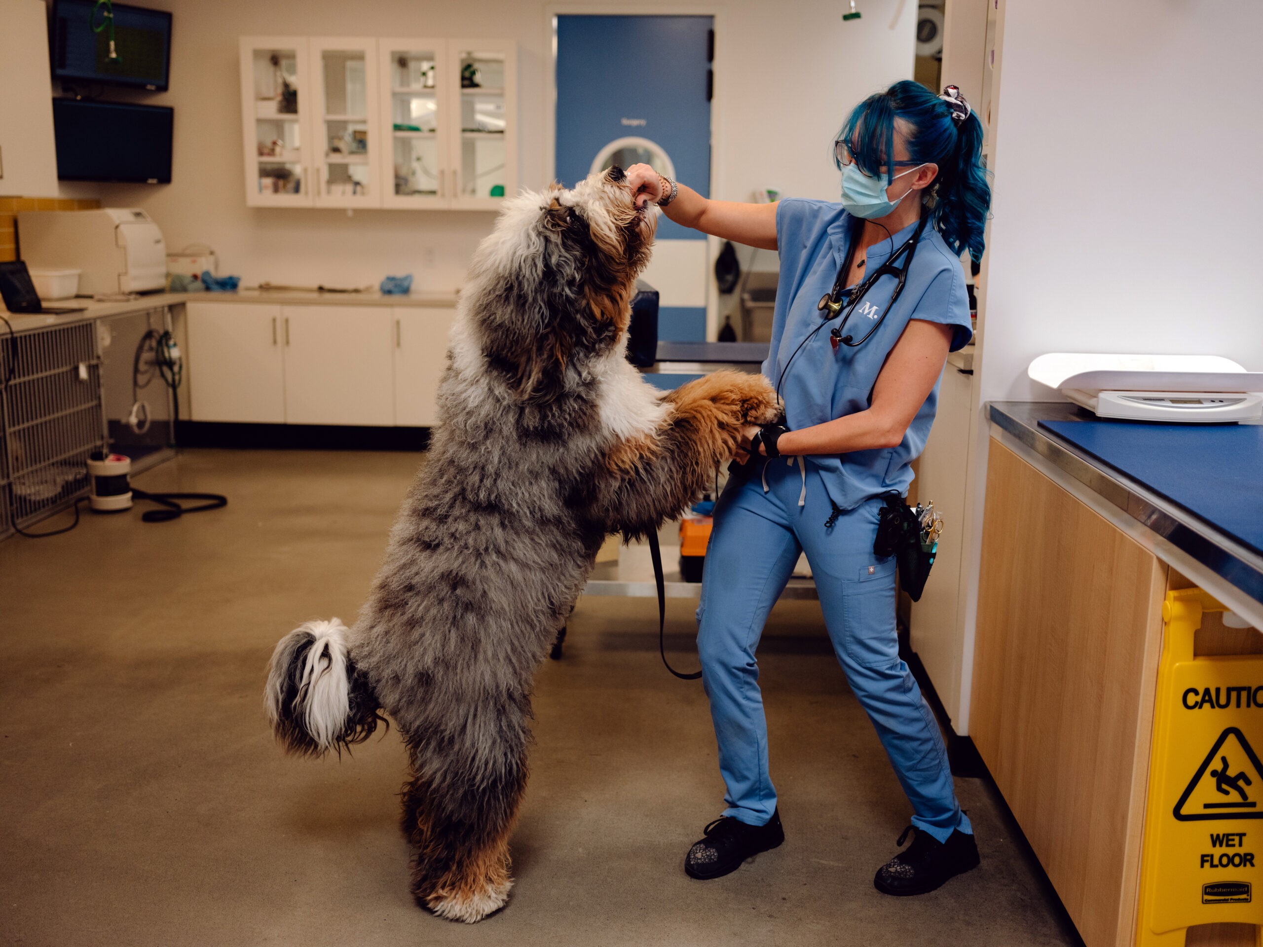 las mejores veterinarias en las guaranas de republica dominicana con expertos en cuidados animales scaled