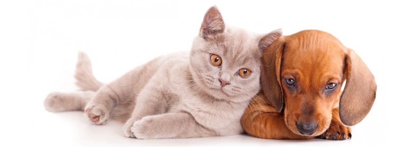 las mejores veterinarias en las terrenas de republica dominicana 1