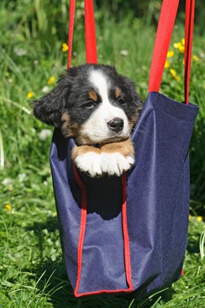 las mejores veterinarias en maimon para tu mascota en republica dominicana