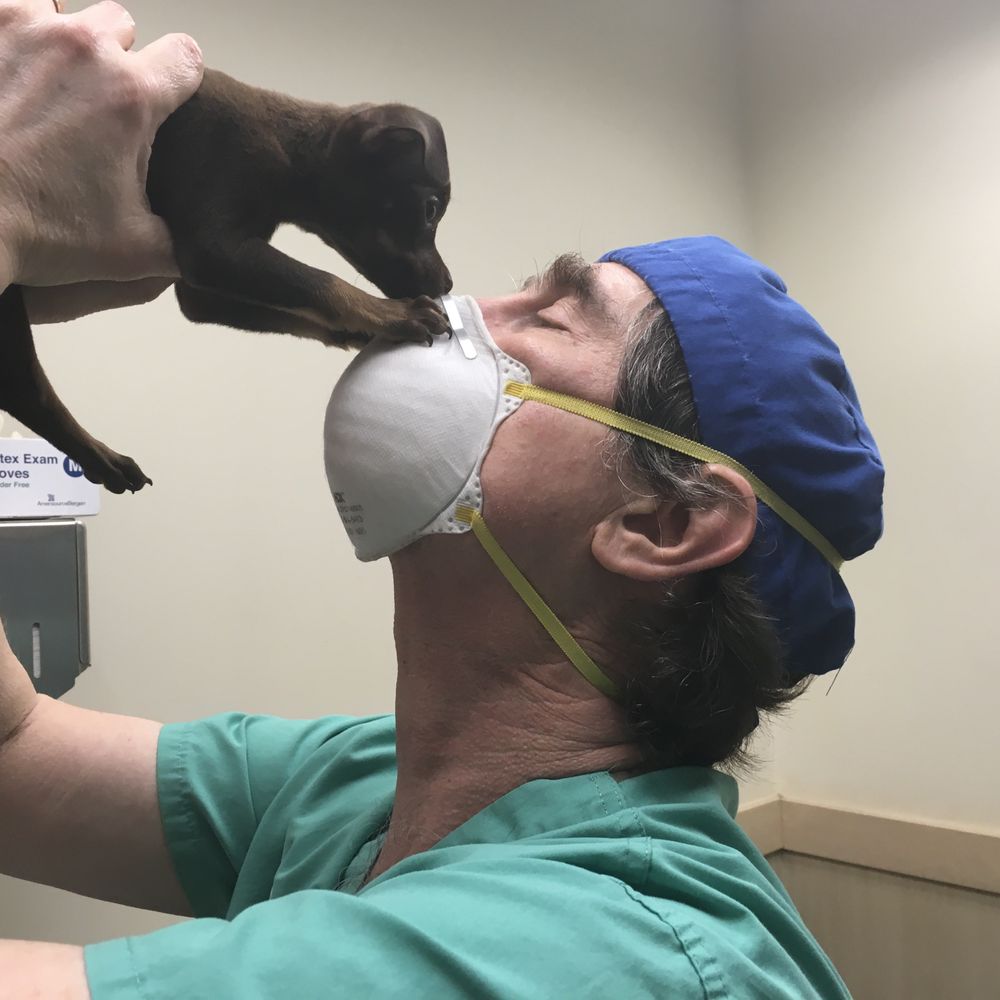 las mejores veterinarias en maizal