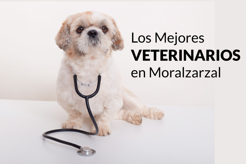 las mejores veterinarias en monsenor nouel