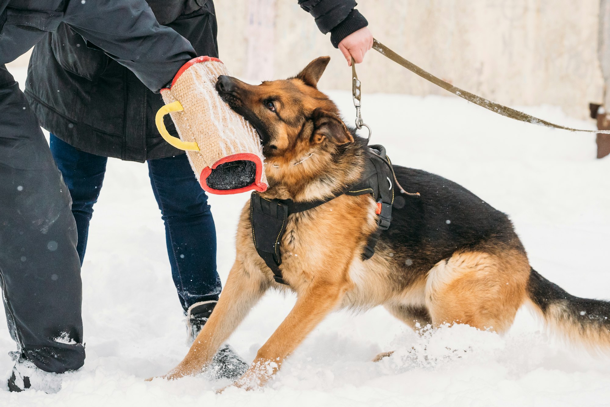 las mejores veterinarias en padre las casas