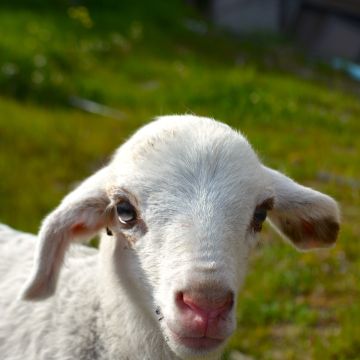 las mejores veterinarias en palmar arriba