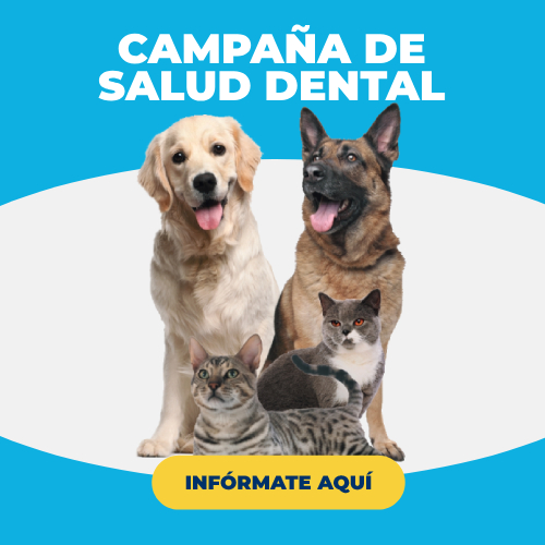 las mejores veterinarias en pizarrete de la republica dominicana