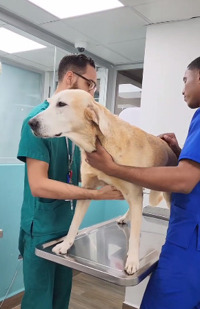 las mejores veterinarias en punta cana para mascotas y animales domesticos