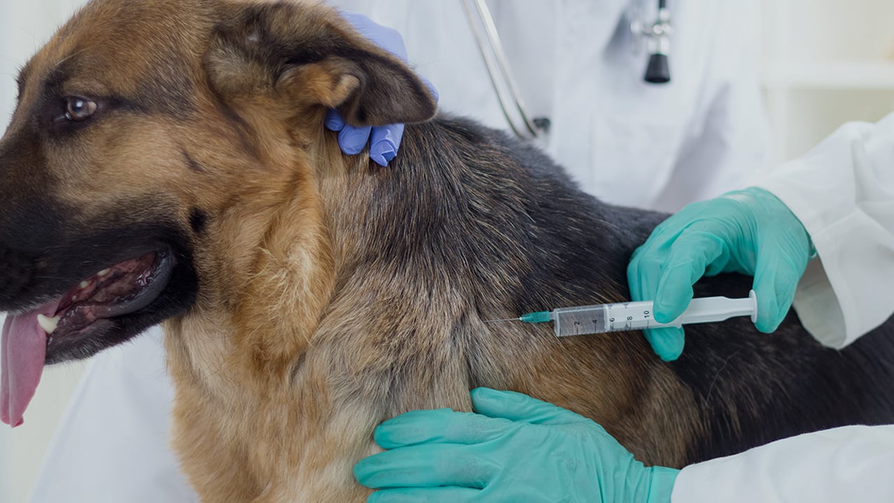 las mejores veterinarias en restauracion republica dominicana