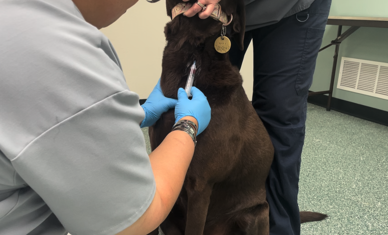 las mejores veterinarias en rio verde arriba de republica dominicana con expertos en cuidados animales