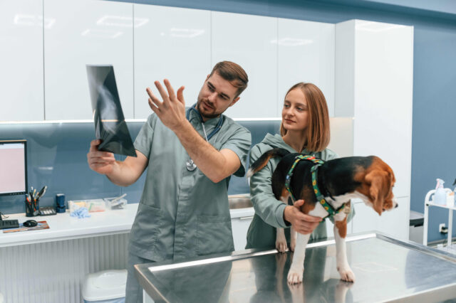 las mejores veterinarias en san cristobal de la republica dominicana