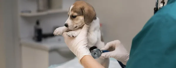 las mejores veterinarias en san ignacio de sabaneta para tu mascota en republica dominicana
