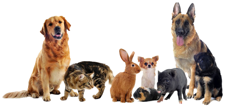 las mejores veterinarias en san pedro de macoris para tu mascota en republica dominicana