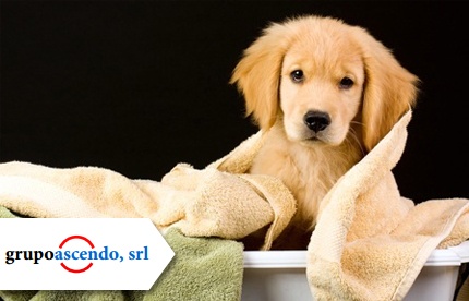 Las mejores Veterinarias en San Pedro de Macorís para tu Mascota 1 las mejores veterinarias en san pedro de macoris para tu mascota