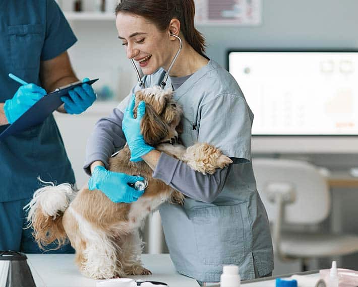 las mejores veterinarias en santiago de la republica dominicana