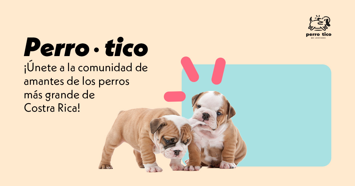 las mejores veterinarias en santo domingo para tu mascota