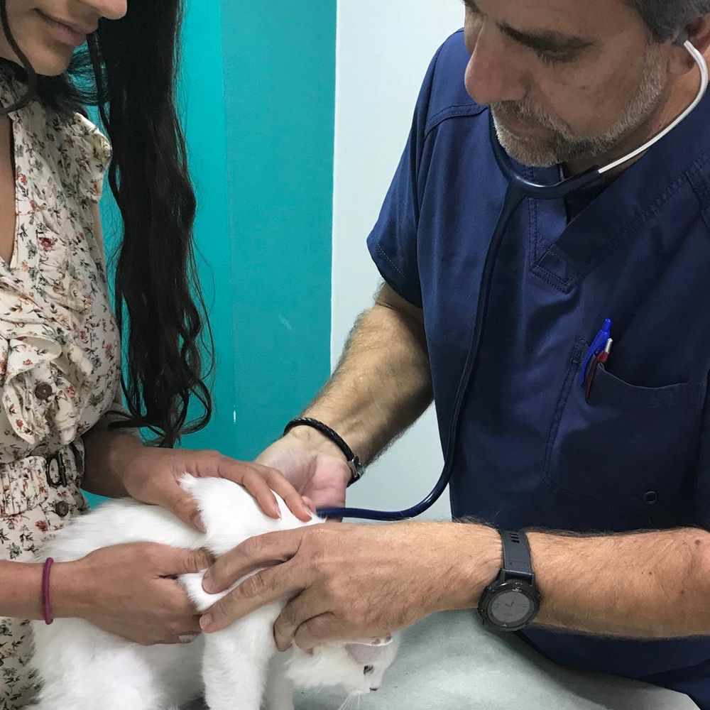 las mejores veterinarias en santo tomas de janico