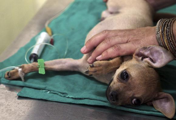 las mejores veterinarias en tabara arriba de republica dominicana con expertos en cuidados animales