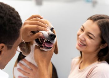 las mejores veterinarias en tamayo en republica dominicana con atencion especializada