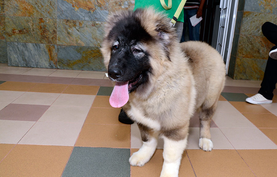 las mejores veterinarias en tenares de republica dominicana