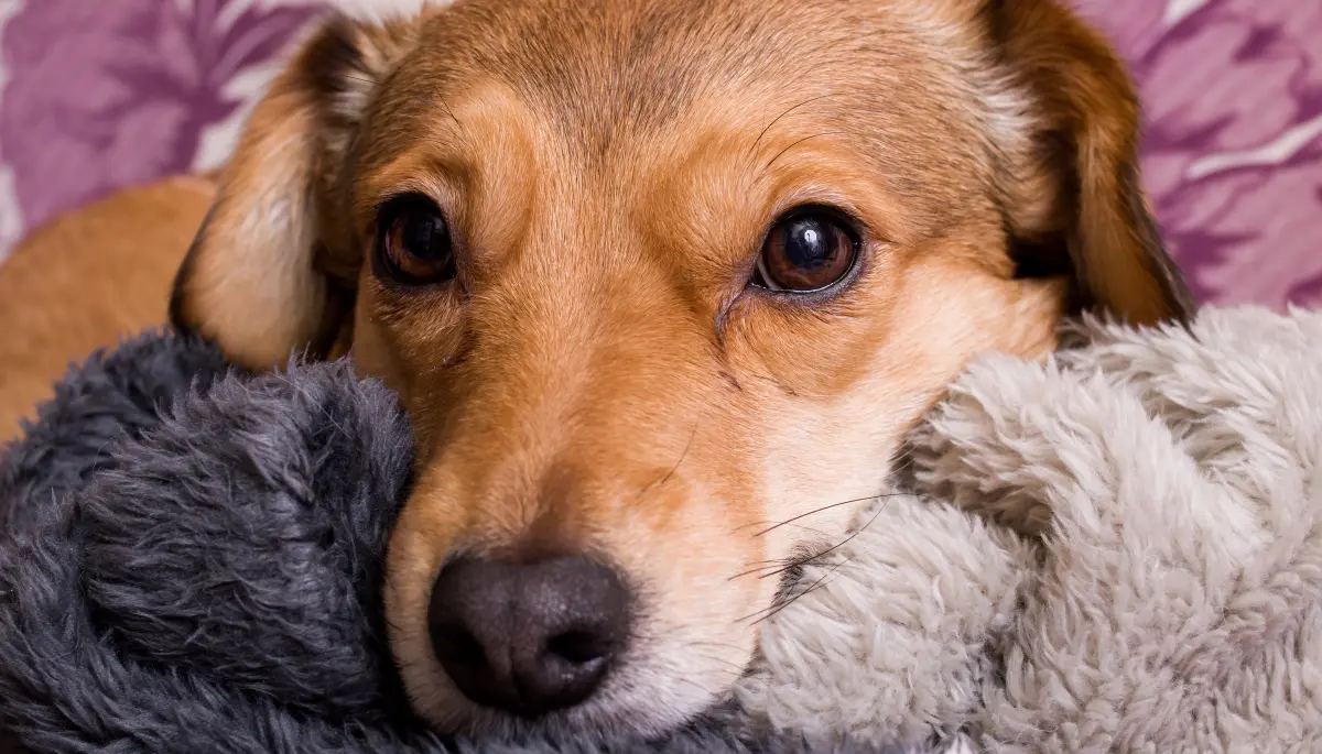 las mejores veterinarias en villa elisa