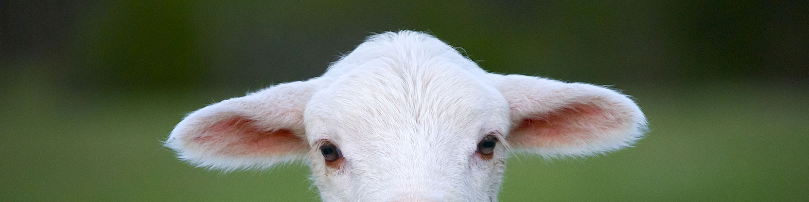 las mejores veterinarias en villarpando