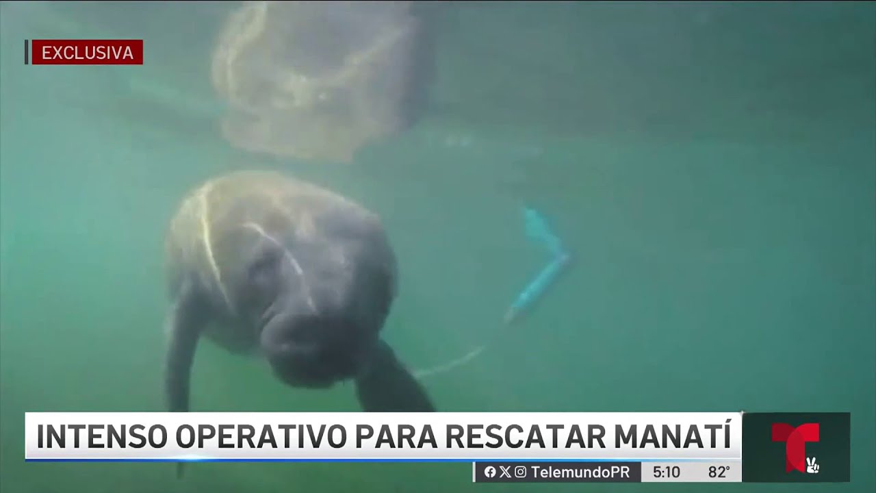 manati veterinaria 3