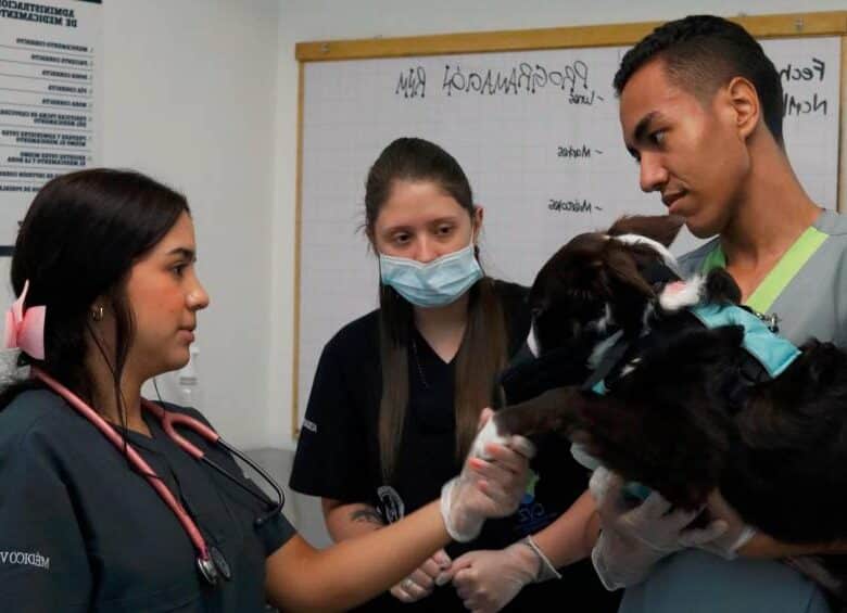 mocanis clinica veterinaria 2