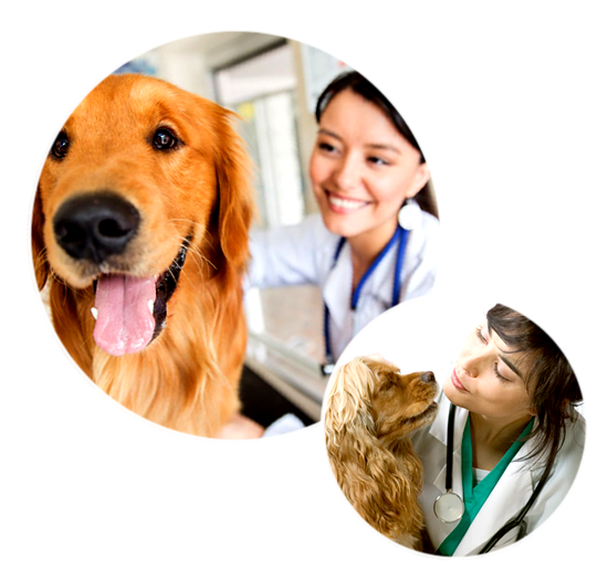 mundo animal clinica veterinaria 1