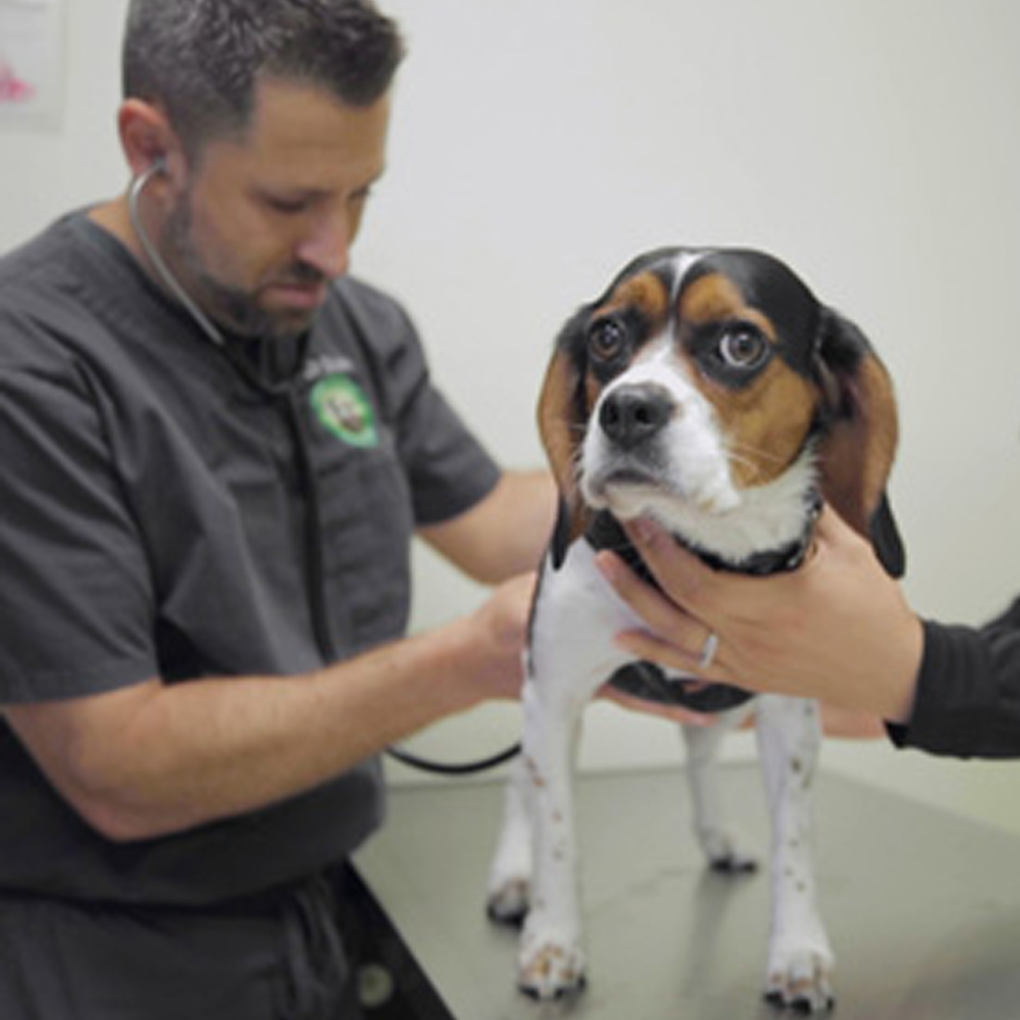 open doors veterinary wellness