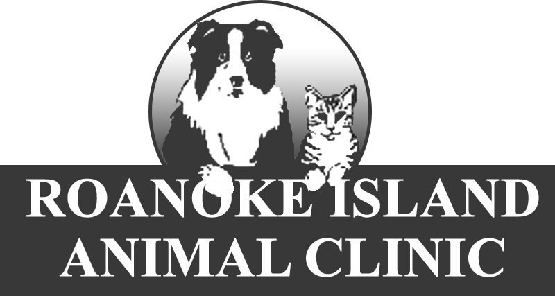 pet clinic rd 4