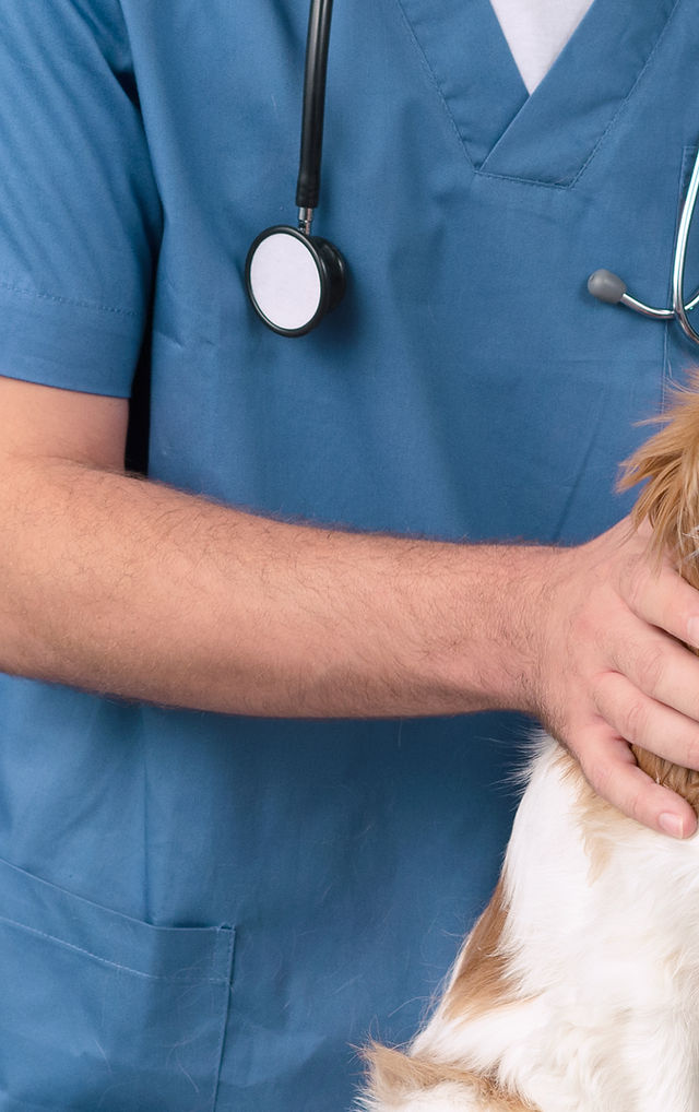 pet house servicios veterinarios 2