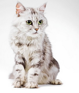 pet house servicios veterinarios