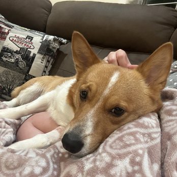 pet medicine clinica veterinaria 2